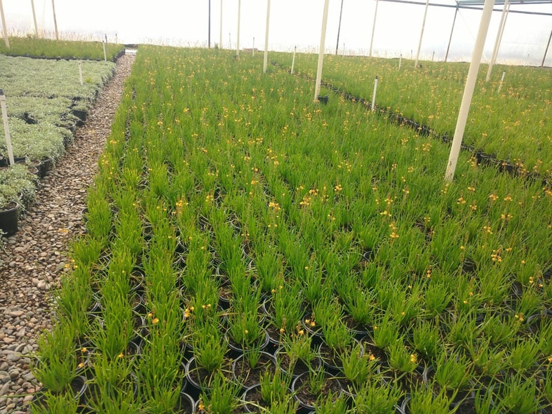 Photo for Bulbine frutescens 'Tiny Tangerine' (Tangerine Stalked Bulbine)