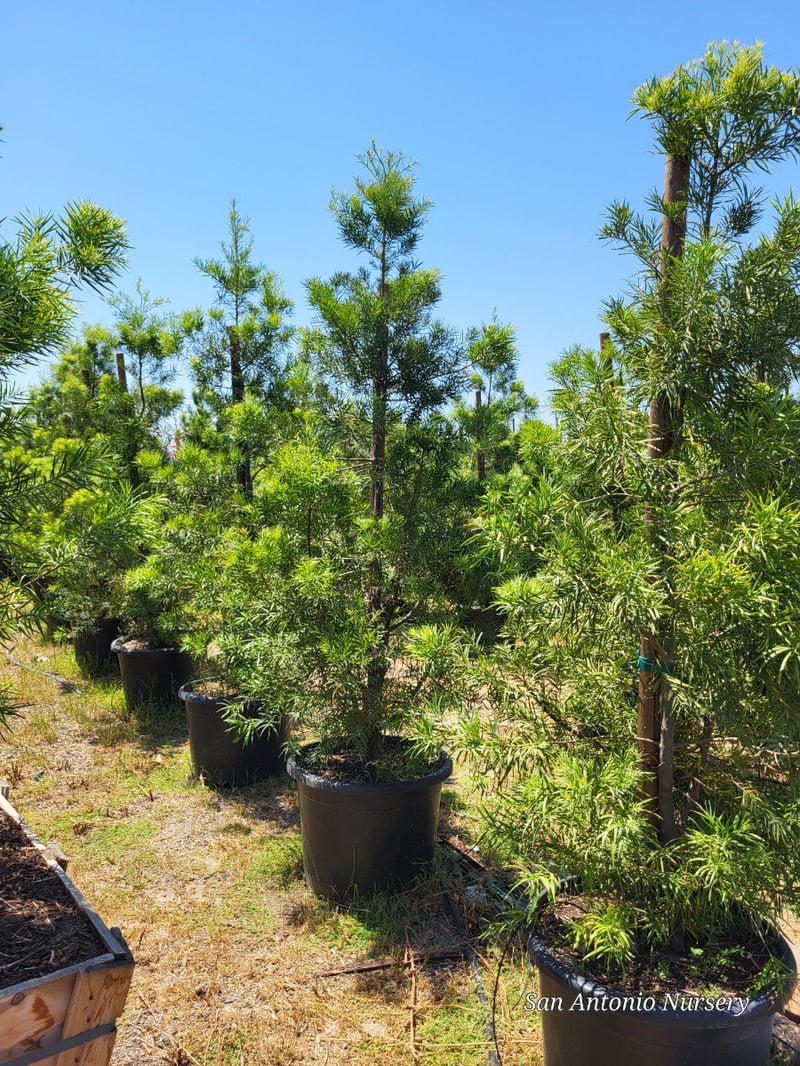 Photo for Afrocarpus gracilior (African Fern Pine)