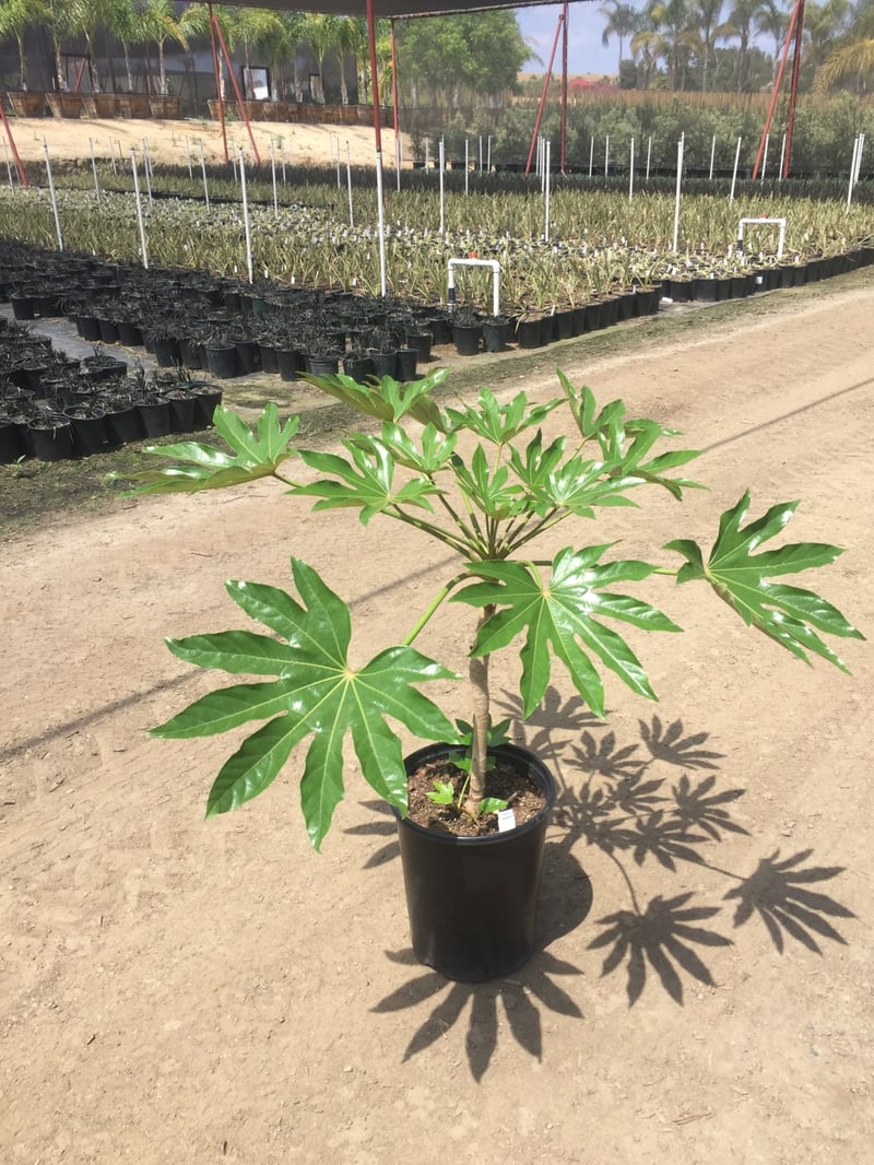 Photo for Fatsia japonica (Japanese Aralia, Paper Plant)