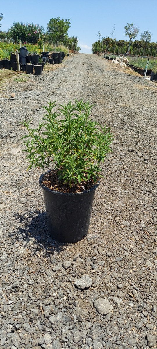 Photo for Cistus x purpureus (Orchid Rockrose)