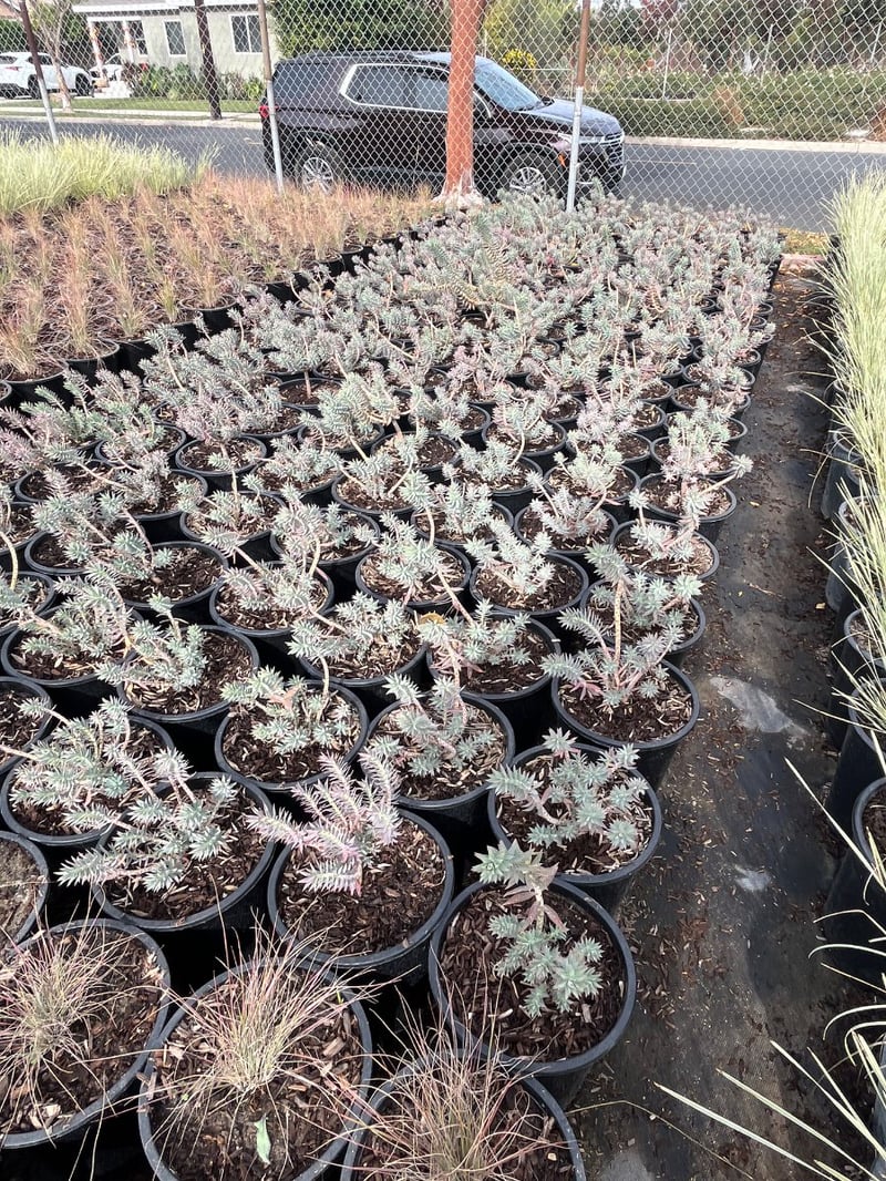 Photo for Euphorbia characias wulfenii (Mediterranean Spurge)