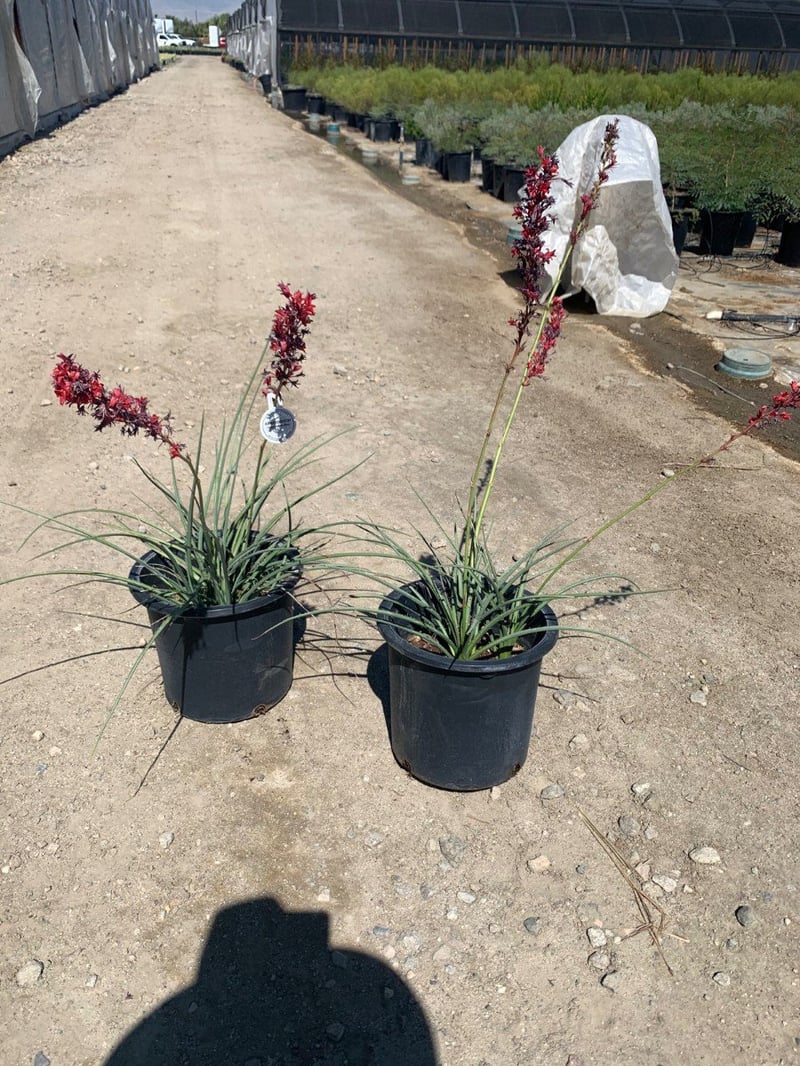 Photo for Hesperaloe parviflora 'Perpa' (Brakelights Red Yucca)