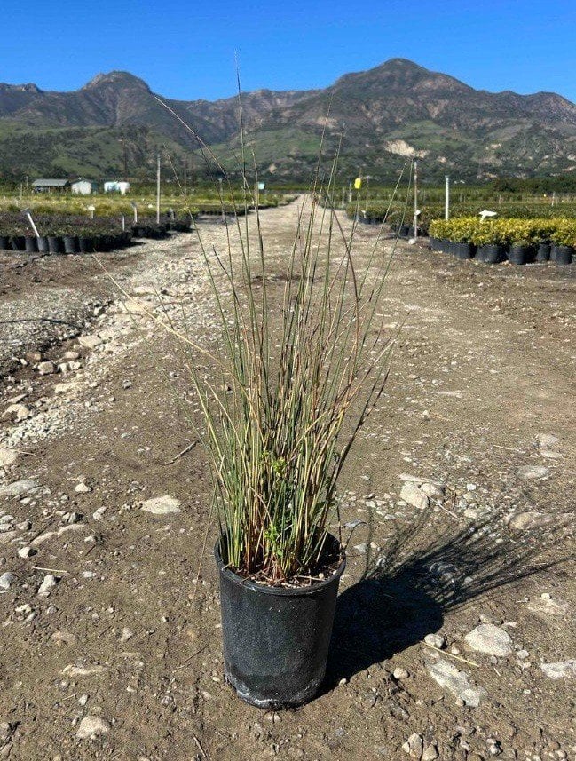 Photo for Juncus patens (California Grey Rush)