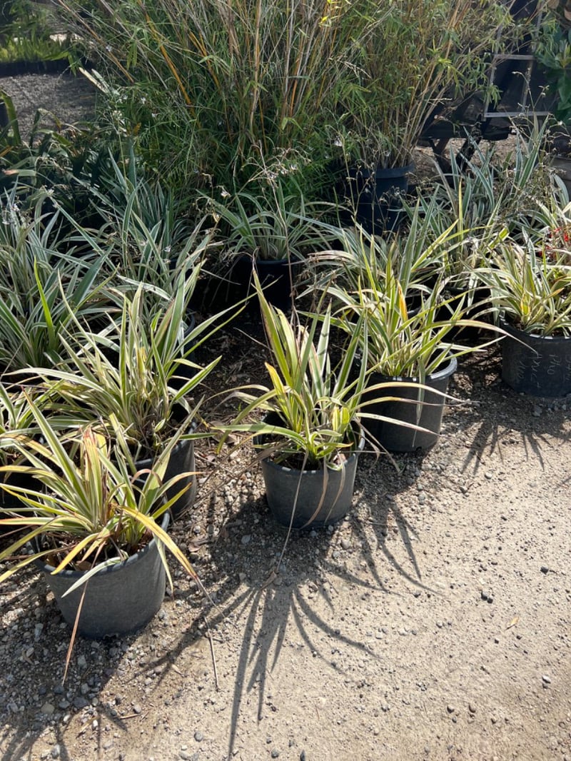 Photo for Dianella tasmanica 'Variegata' (Variegated Flax Lily)