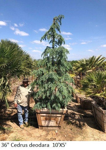 Photo for Cedrus deodara (Deodar Cedar)
