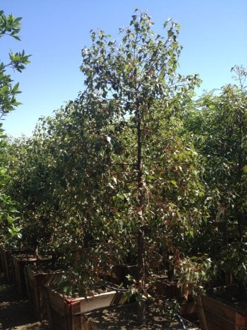 Photo for Brachychiton populneus (Bottle Tree)