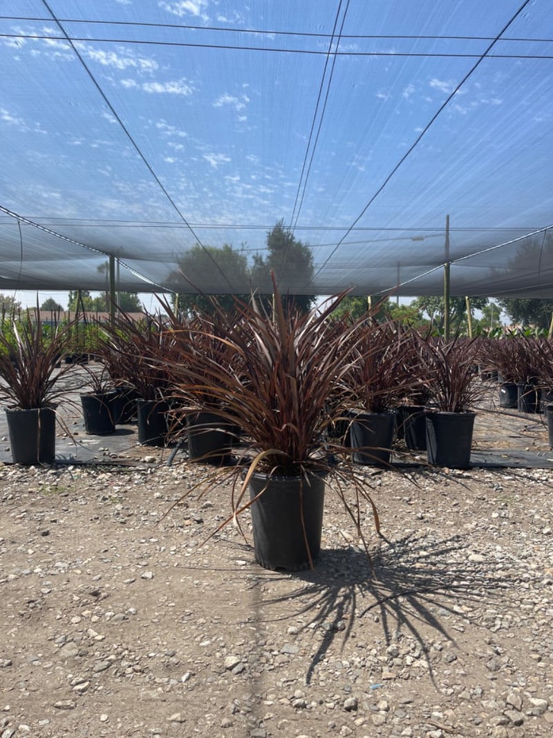 Photo for Phormium 'Amazing Red' (Amazing Red New Zealand flax)