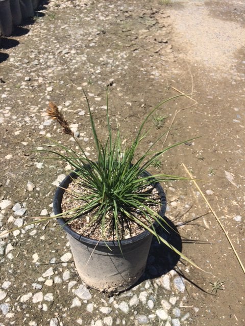 Photo for Sesleria autumnalis (Autumn Moor Grass)