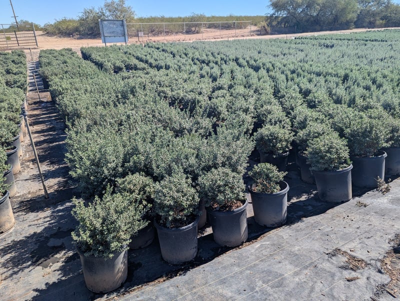 Photo for Leucophyllum frutescens 'Baby Yoda' (Baby Yoda Texas Sage)