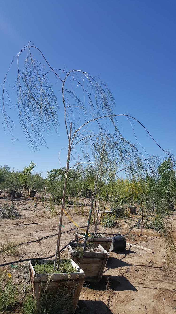 Photo for Acacia willardiana (Palo Blanco)