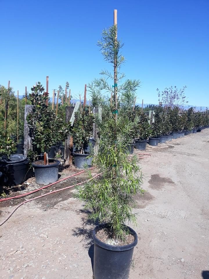 Photo for Podocarpus gracilior (Fern Pine)