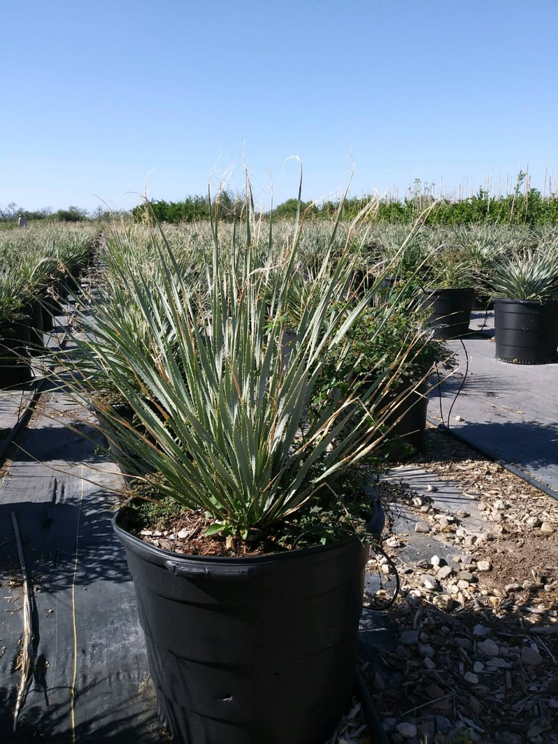Photo for Dasylirion wheeleri (Spoon Yucca, Blue Sotol)