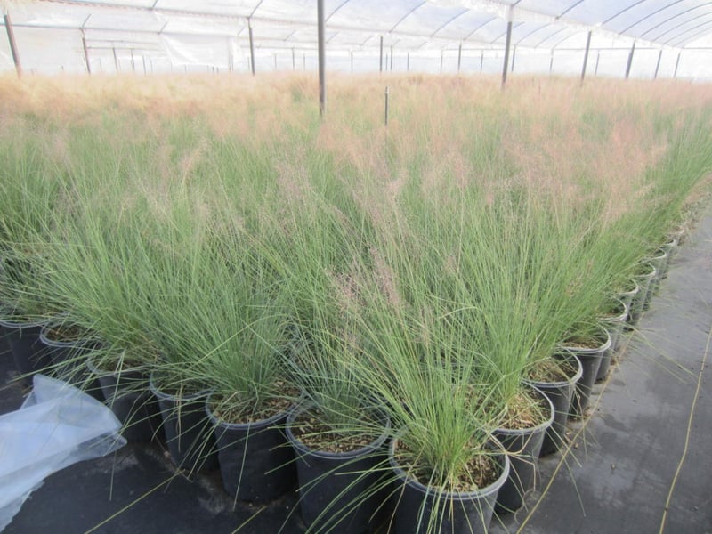 Photo for Muhlenbergia capillaris 'Lenca' (Regal Mist Pink Muhly Grass)