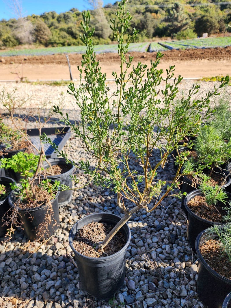 Photo for Baccharis pilularis consanguinea (Coyote Brush)