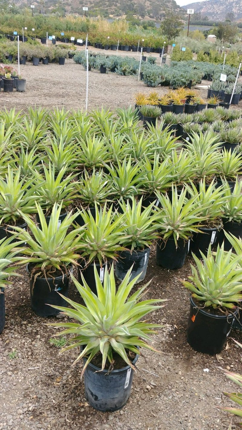 Photo for Agave desmetiana (Smooth Agave)