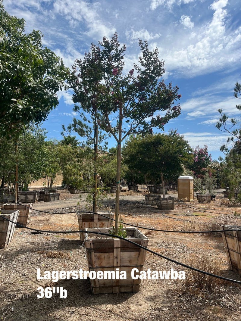Photo for Lagerstroemia indica 'Catawba' (Catawba Crape Myrtle)