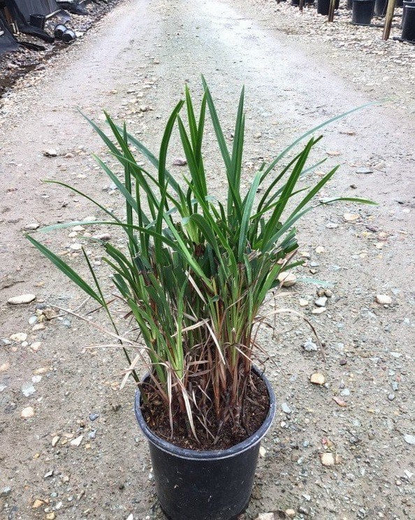 Photo for Dianella caerulea (Blue Flax-Lily)
