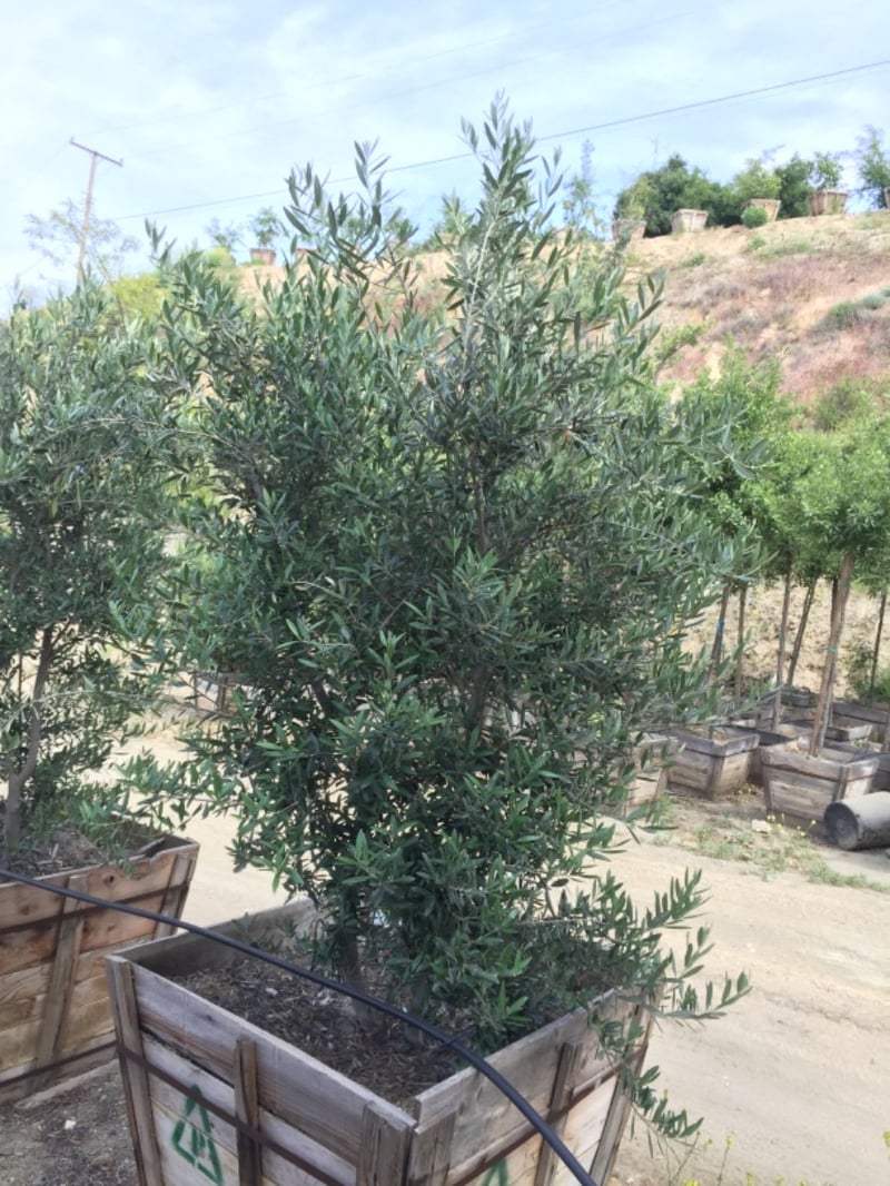 Photo for Olea europaea 'Wilsonii' (Low Branch) (Wilsonii Fruitless Olive)