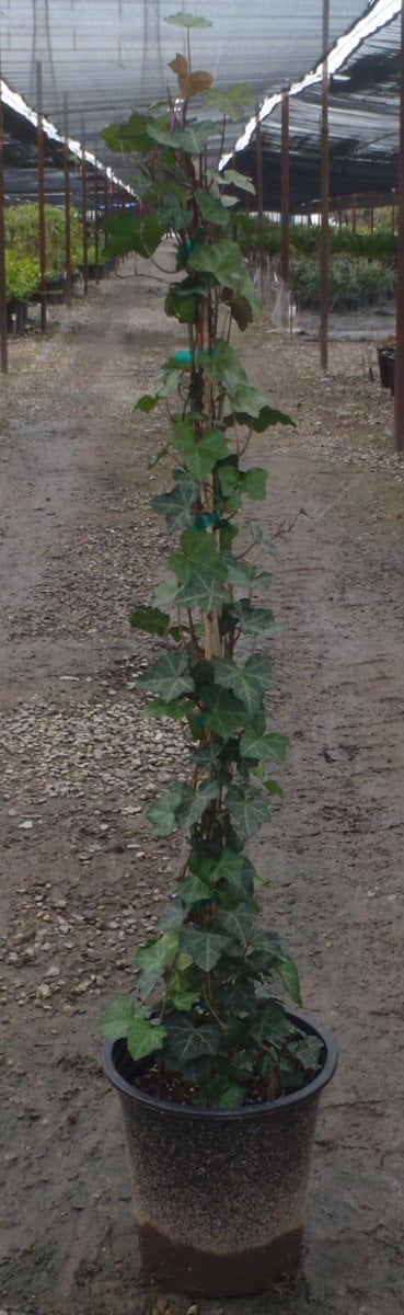 Photo for Hedera helix (Staked) (English Ivy)