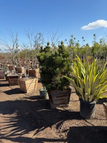 Photo for Pinus thunbergii (Japanese Black Pine)
