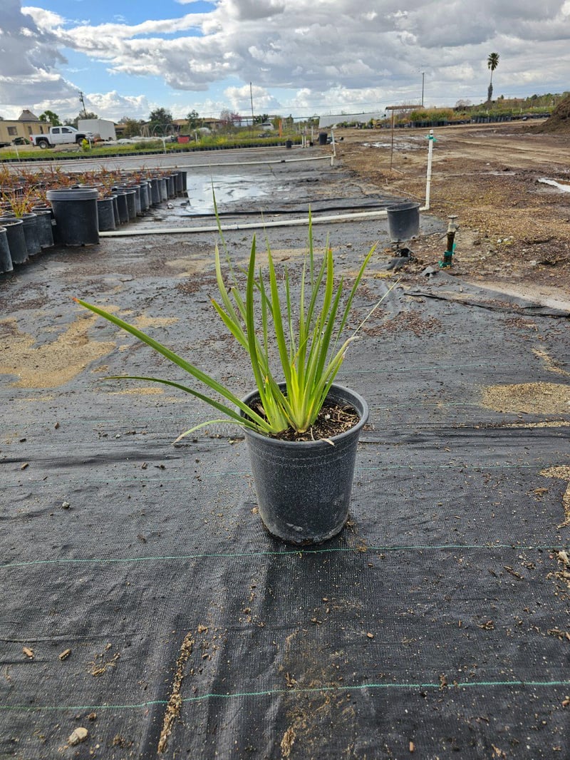Photo for Dietes vegeta (African Iris)