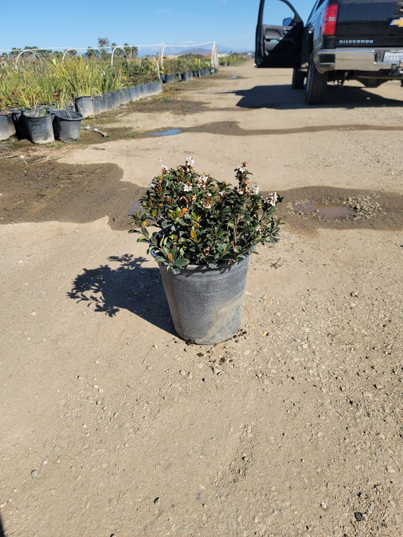 Photo for Rhaphiolepis umbellata 'Minor' (Dwarf Yedda Hawthorn)