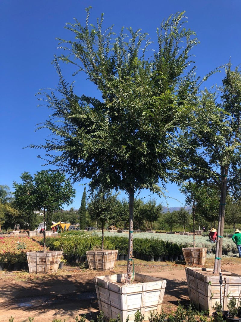 Photo for Ulmus parviflora 'Drake' (Standard) (Drake's Chinese Elm)