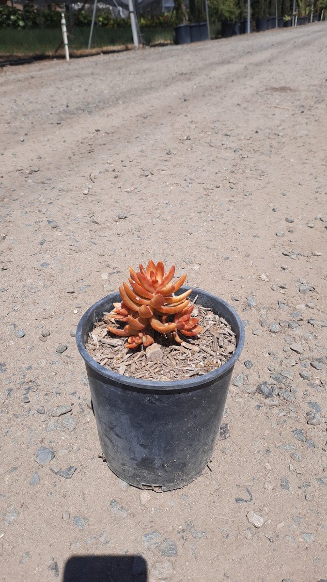 Photo for Sedum adolphii ‘Firestorm’ (Firestorm Sedum)