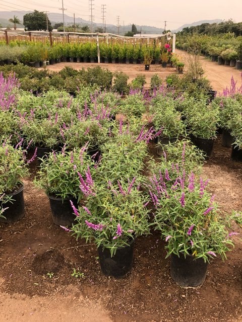 Photo for Salvia leucantha ‘Santa Barbara’ (Santa Barbara Sage)