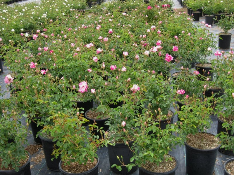 Photo for Rosa 'Iceberg' (Pink) (Pink Iceberg Rose)