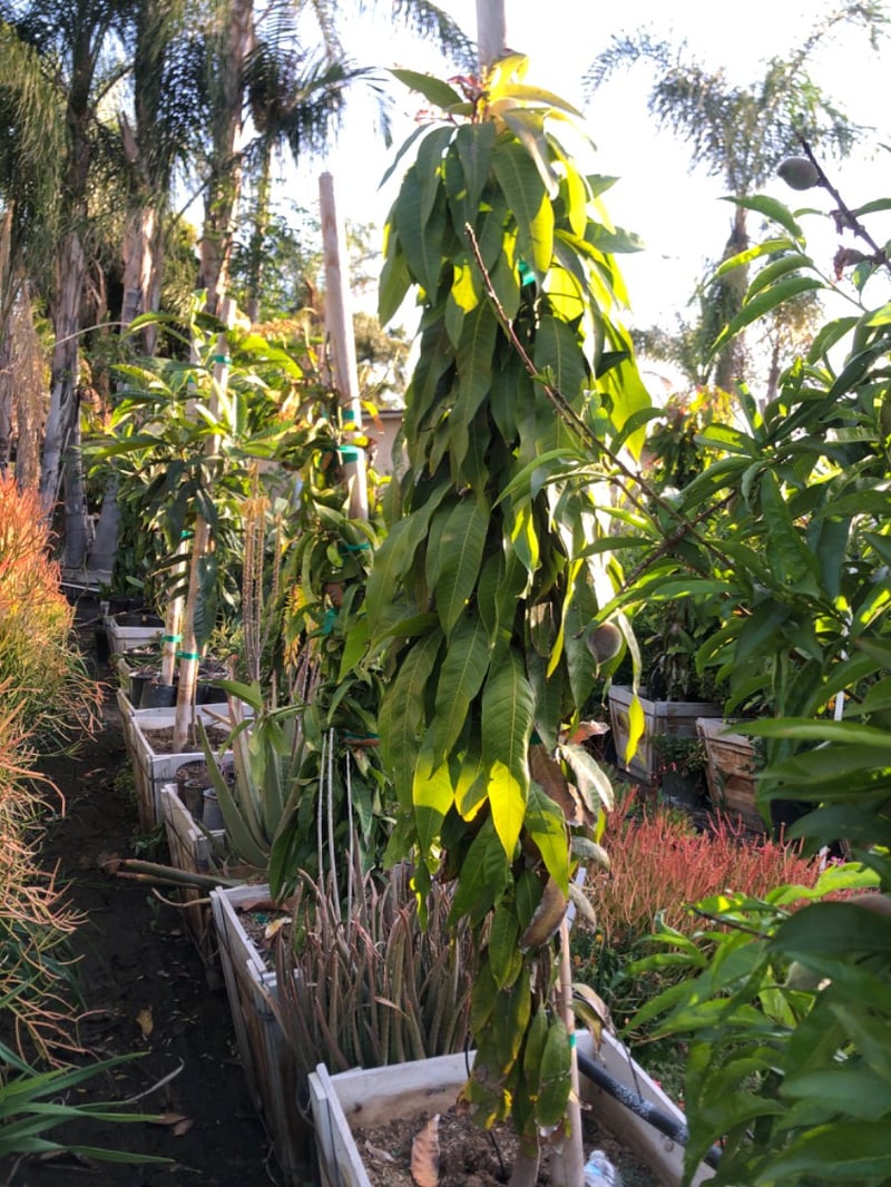 Photo for Mangifera indica (Mango)