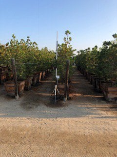 Photo for Elaeocarpus decipiens (Column) (Japanese Blueberry Tree)