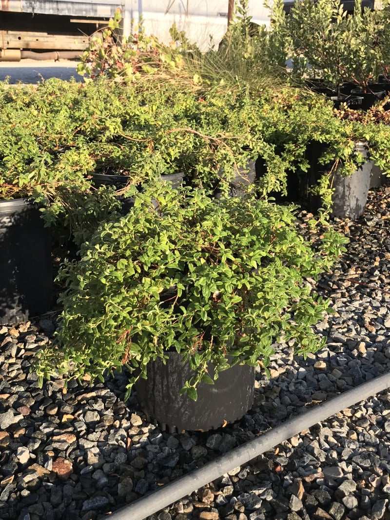 Photo for Ceanothus 'Joyce Coulter' (Joyce Coulter Ceanothus)