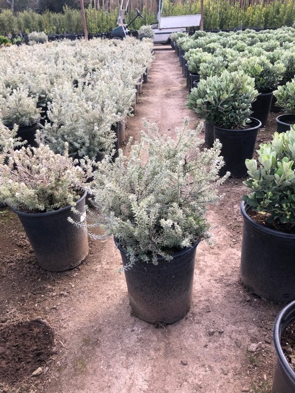 Photo for Westringia fruticosa 'Smokey' (Smokey Coast Rosemary)