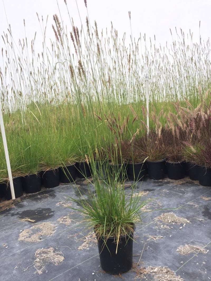 Photo for Pennisetum spathiolatum (Slender Veldt Grass)