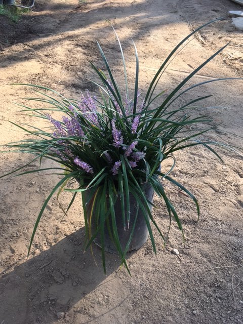 Photo for Liriope muscari 'Emerald Green' (Emerald Green Lily Turf)