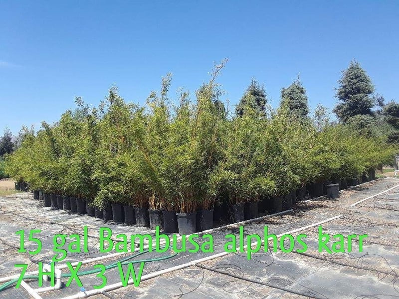 Photo for Bambusa multiplex 'Alphonse Karr' (Alphonse Karr Bamboo)