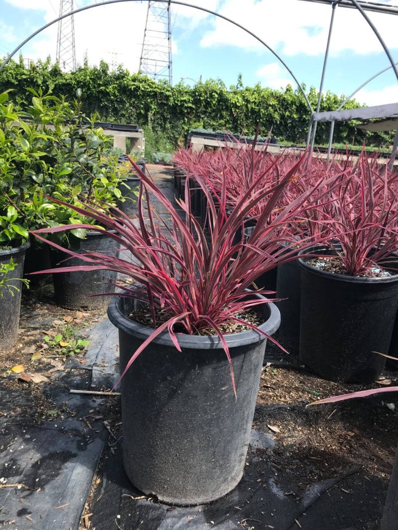 Photo for Cordyline 'Electric Flash' (Electric Flash Grass Tree)