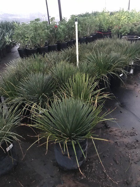 Photo for Agave geminiflora (Twin-flowered Agave)