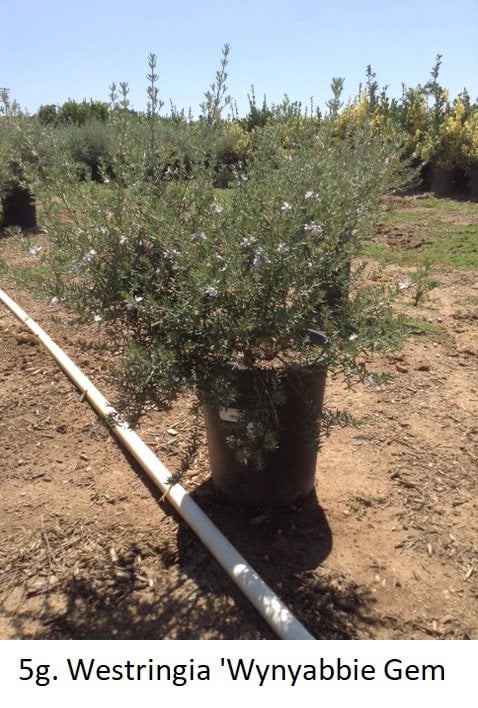 Photo for Westringia 'Wynyabbie Gem' (Wynyabbie Gem Coast Rosemary)