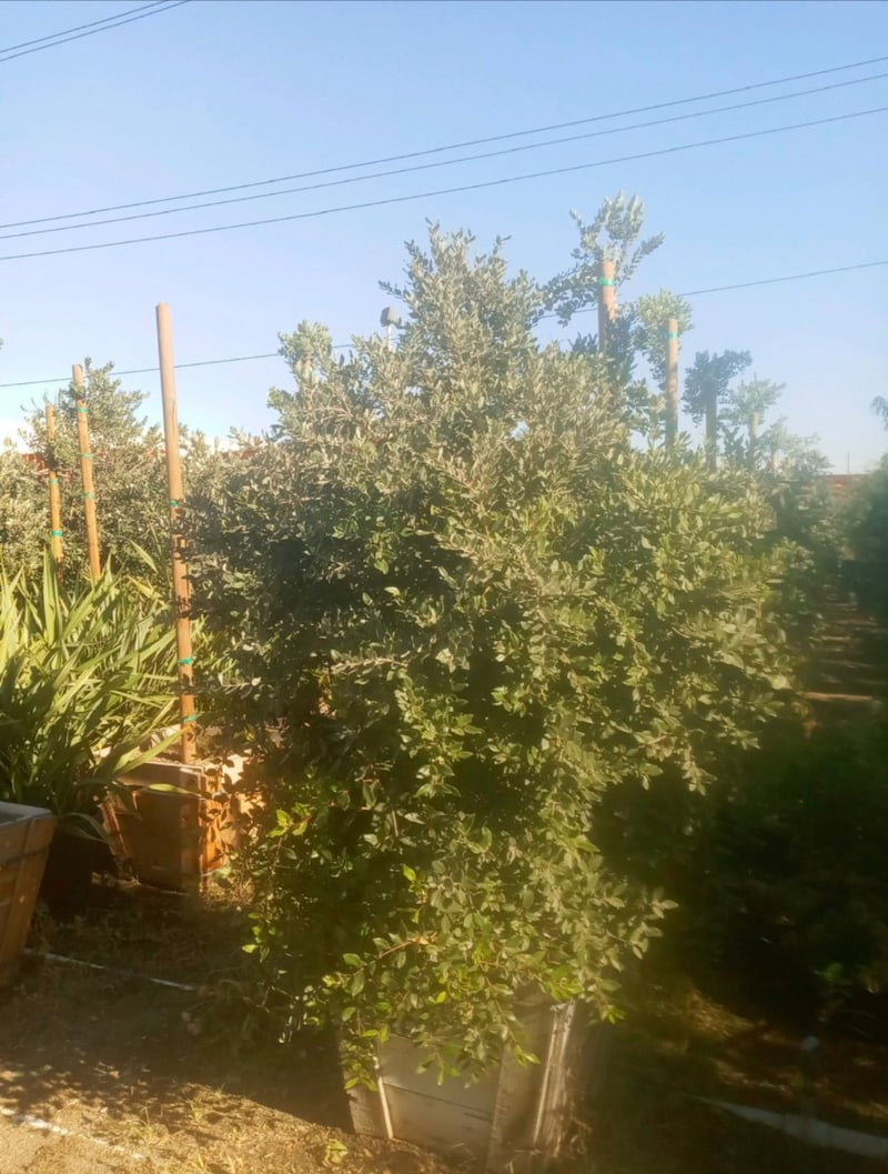 Photo for Metrosideros excelsa (Multi) (New Zealand Christmas Tree)