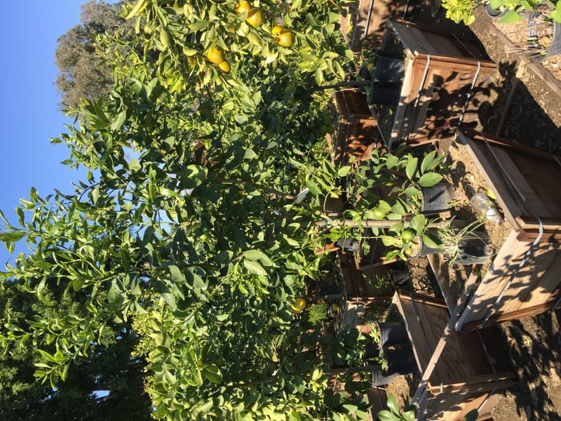 Photo for Citrus Lime 'Bearrs' (Bearrs Lime Tree)