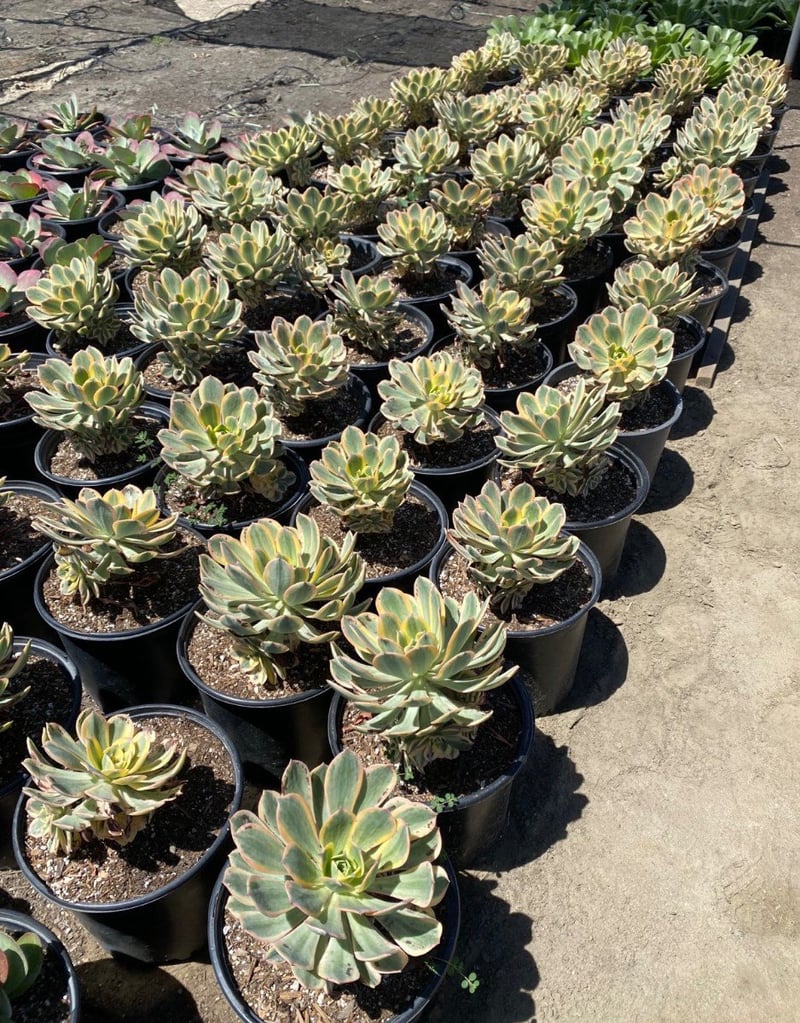 Photo for Aeonium 'Sunburst' (Copper Pinwheel)