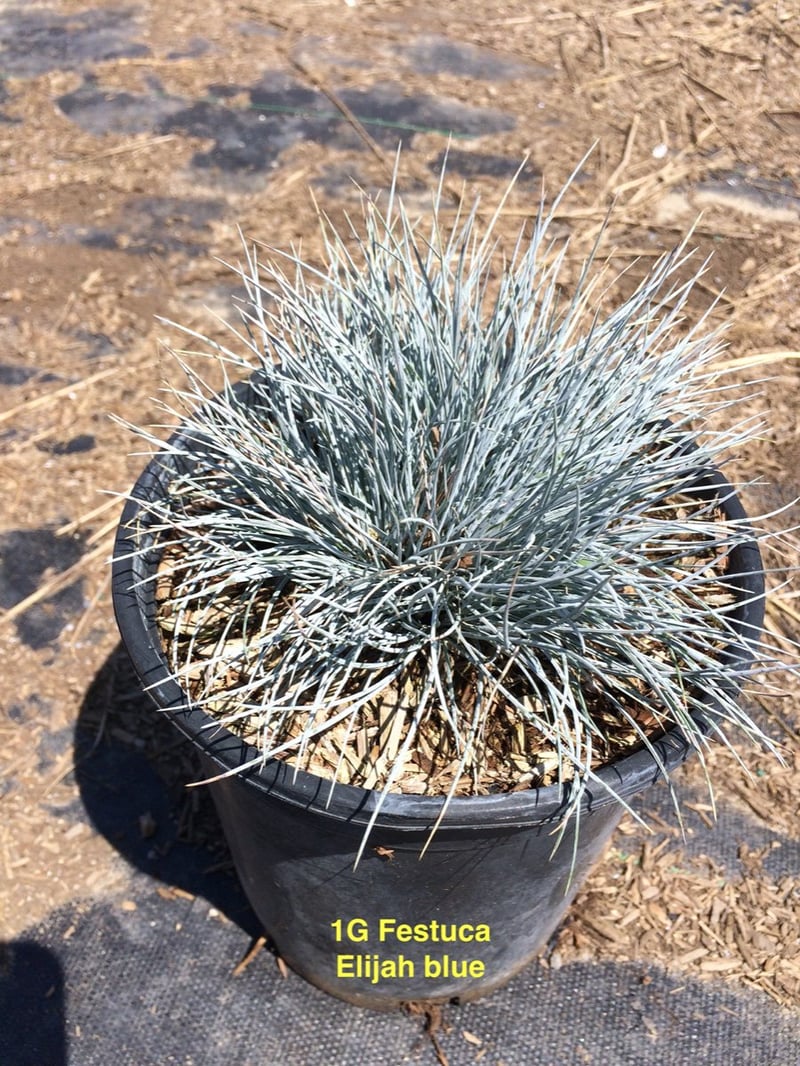 Photo for Festuca glauca 'Elijah Blue' (Elijah Blue Fescue)