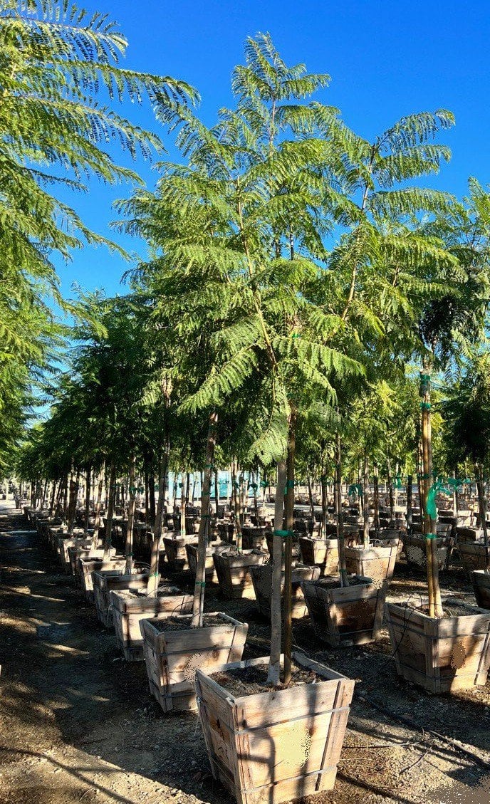 Photo for Jacaranda mimosifolia (Standard) (Jacaranda)