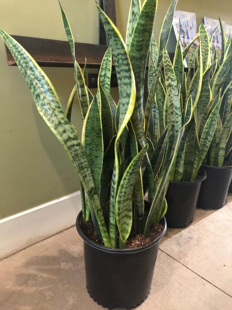 Photo for Sansevieria trifasciata 'Laurentii' (Striped Mother-in-law's Tongue)
