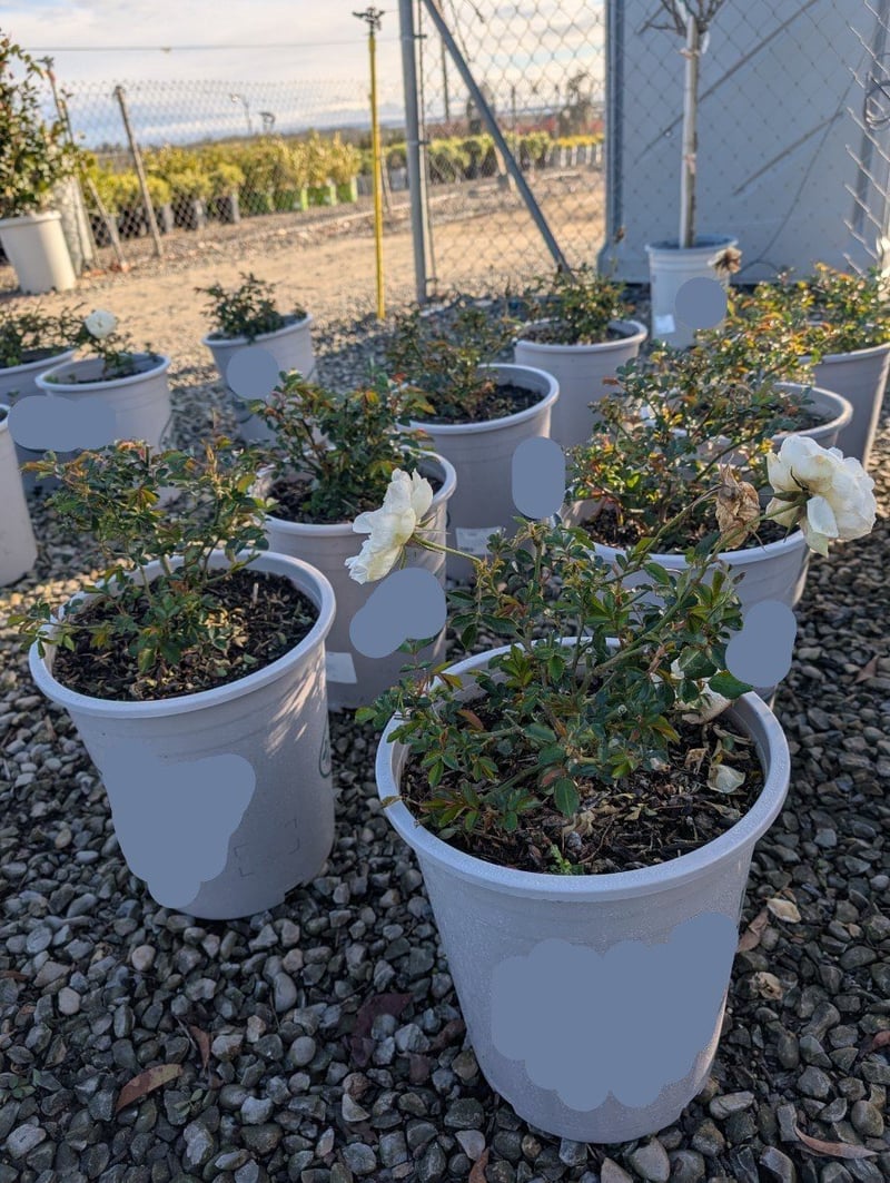 Photo for Rosa floribunda 'Iceberg' (Iceberg Rose )