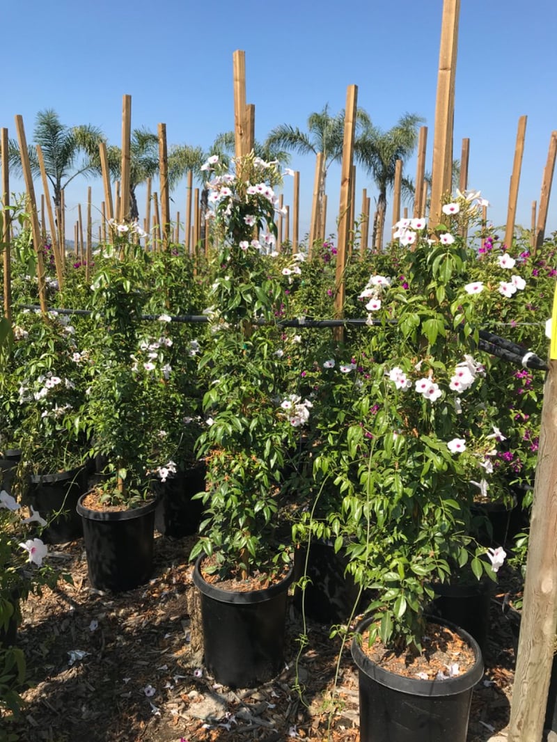 Photo for Pandorea Jasminoides 'Rosea' (Pink Bower Vine)