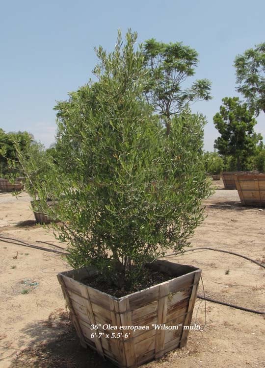 Photo for Olea europaea (Multi) (Olive Tree)