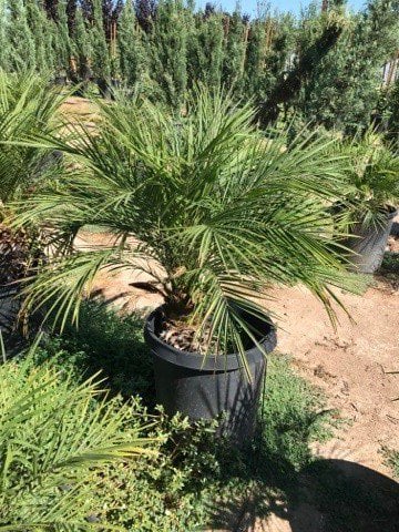 Photo for Phoenix roebelenii (Pygmy Date Palm)